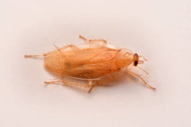 Makro fotoğraf, portre hamam böceği böcek ilacı ürün kavramı seçici odak, kanatlı böcek için beyaz arka plan üzerinde