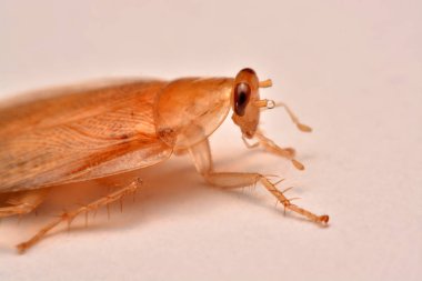 Makro fotoğraf, portre hamam böceği böcek ilacı ürün kavramı seçici odak, kanatlı böcek için beyaz arka plan üzerinde