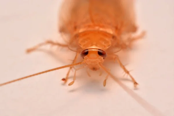 宏观照片 特写蟑螂在白色背景下为杀虫剂产品概念选择性聚焦 — 图库照片