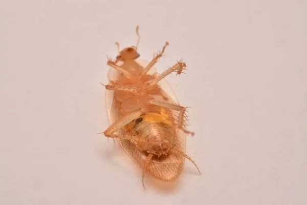 Macro Foto Close Kakkerlak Witte Achtergrond Voor Insecticide Product Concept — Stockfoto
