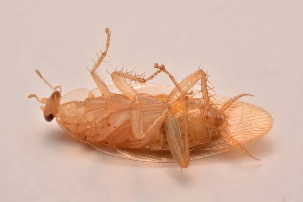 매크로 바퀴벌레 살충제 선택적 곤충을 배경에 — 스톡 사진