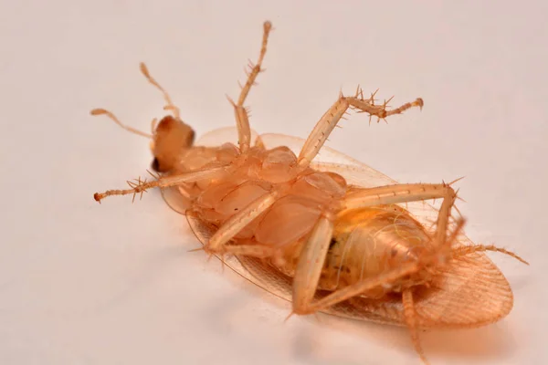 Makro Fotoğraf Portre Hamam Böceği Böcek Ilacı Ürün Kavramı Seçici — Stok fotoğraf
