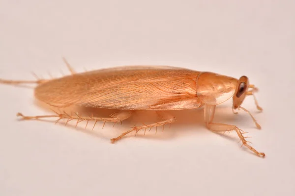 매크로 바퀴벌레 살충제 선택적 곤충을 배경에 — 스톡 사진