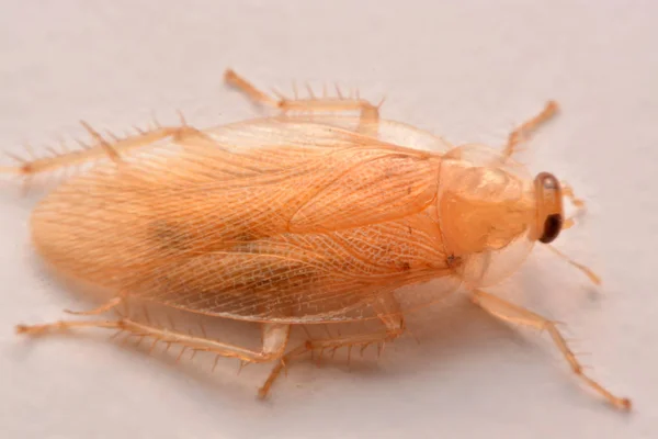 宏观照片 特写蟑螂在白色背景下为杀虫剂产品概念选择性聚焦 — 图库照片