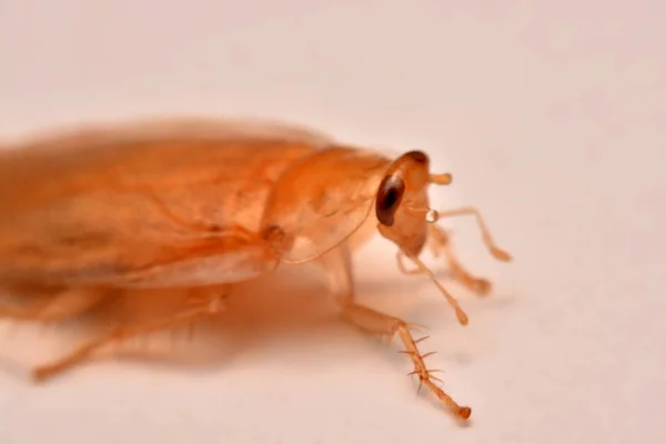 Makrofoto Großaufnahme Kakerlake Auf Weißem Hintergrund Für Insektizidproduktkonzept Selektiver Fokus — Stockfoto