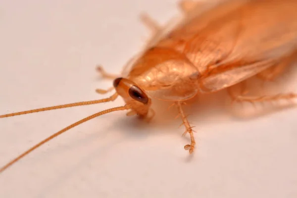 クローズ アップ ゴキブリ殺虫剤製品コンセプトの選択と集中 翼の昆虫のための白い背景の上のマクロ写真 ストック写真