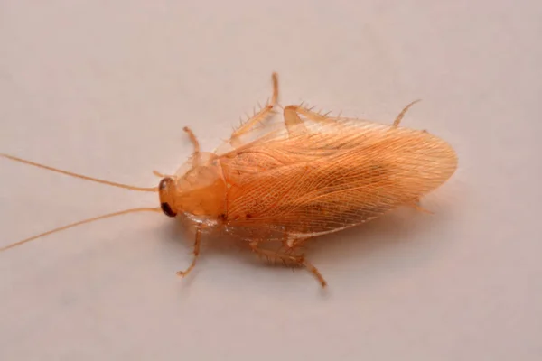 クローズ アップ ゴキブリ殺虫剤製品コンセプトの選択と集中 翼の昆虫のための白い背景の上のマクロ写真 ストックフォト
