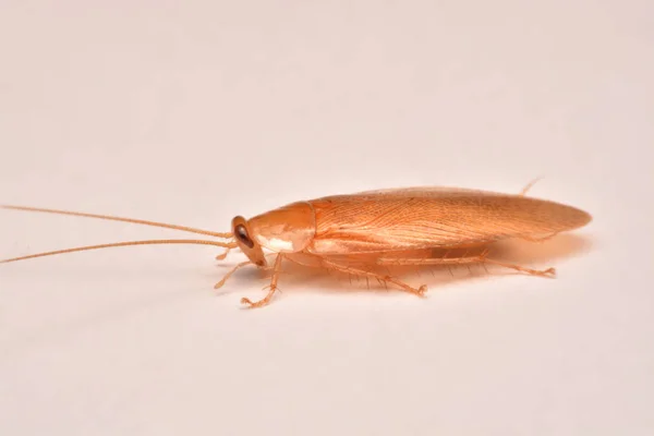 クローズ アップ ゴキブリ殺虫剤製品コンセプトの選択と集中 翼の昆虫のための白い背景の上のマクロ写真 ロイヤリティフリーのストック写真