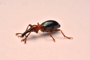 Bir meşe palamudu weevil, Curculio glandium, weevil küçük böceği yan görünüm.