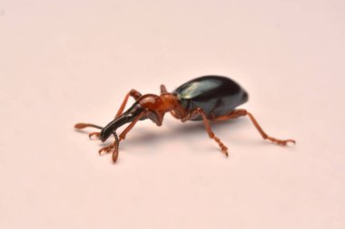 Bir meşe palamudu weevil, Curculio glandium, weevil küçük böceği yan görünüm.