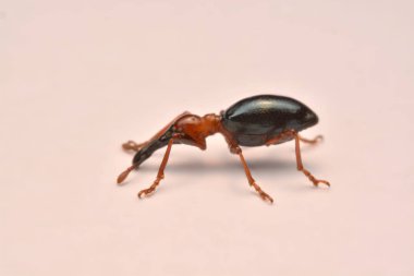 Bir meşe palamudu weevil, Curculio glandium, weevil küçük böceği yan görünüm.