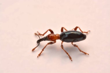 Bir meşe palamudu weevil, Curculio glandium, weevil küçük böceği yan görünüm.