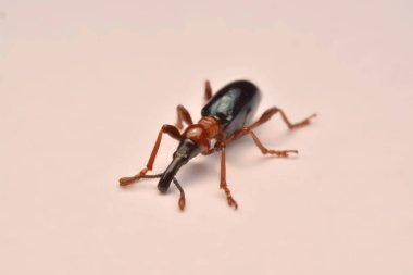 Bir meşe palamudu weevil, Curculio glandium, weevil küçük böceği yan görünüm.