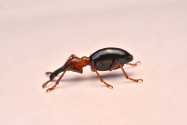 Bir meşe palamudu weevil, Curculio glandium, weevil küçük böceği yan görünüm.