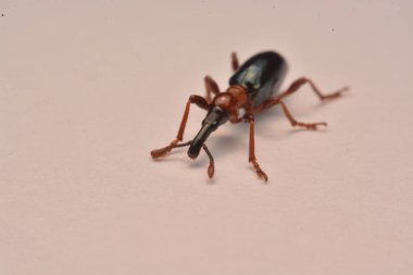 Bir meşe palamudu weevil, Curculio glandium, weevil küçük böceği yan görünüm.