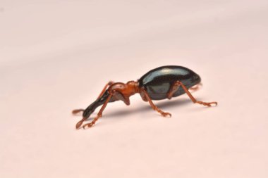 Bir meşe palamudu weevil, Curculio glandium, weevil küçük böceği yan görünüm.