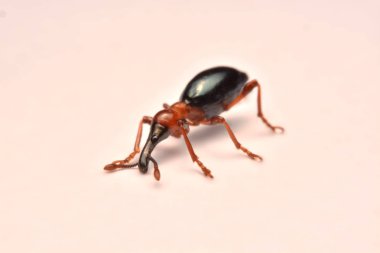 Bir meşe palamudu weevil, Curculio glandium, weevil küçük böceği yan görünüm.