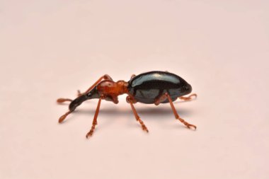 Bir meşe palamudu weevil, Curculio glandium, weevil küçük böceği yan görünüm.