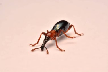 Bir meşe palamudu weevil, Curculio glandium, weevil küçük böceği yan görünüm.