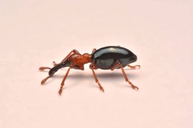 Bir meşe palamudu weevil, Curculio glandium, weevil küçük böceği yan görünüm.