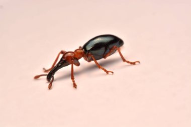 Bir meşe palamudu weevil, Curculio glandium, weevil küçük böceği yan görünüm.