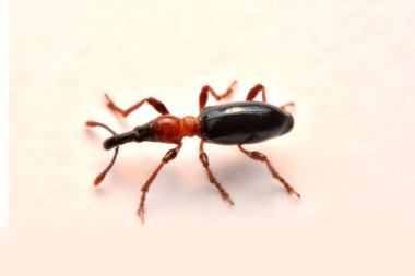 Bir meşe palamudu weevil, Curculio glandium, weevil küçük böceği yan görünüm.