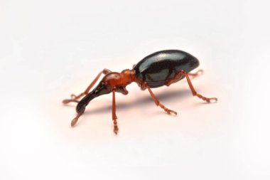 Bir meşe palamudu weevil, Curculio glandium, weevil küçük böceği yan görünüm.