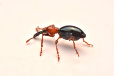 Bir meşe palamudu weevil, Curculio glandium, weevil küçük böceği yan görünüm.