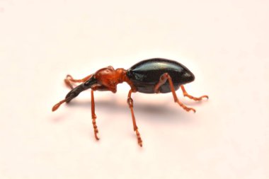 Bir meşe palamudu weevil, Curculio glandium, weevil küçük böceği yan görünüm.