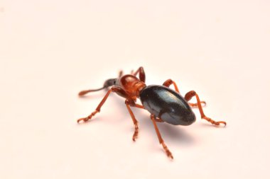 Bir meşe palamudu weevil, Curculio glandium, weevil küçük böceği yan görünüm.