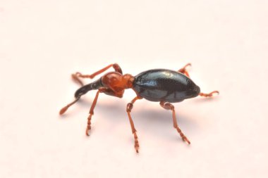 Bir meşe palamudu weevil, Curculio glandium, weevil küçük böceği yan görünüm.