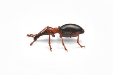 Bir meşe palamudu weevil, Curculio glandium, weevil küçük böceği yan görünüm.