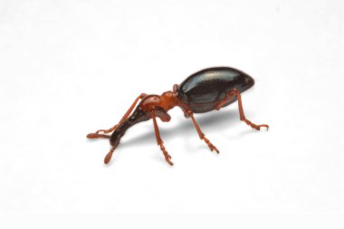 Bir meşe palamudu weevil, Curculio glandium, weevil küçük böceği yan görünüm.