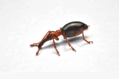 Bir meşe palamudu weevil, Curculio glandium, weevil küçük böceği yan görünüm.