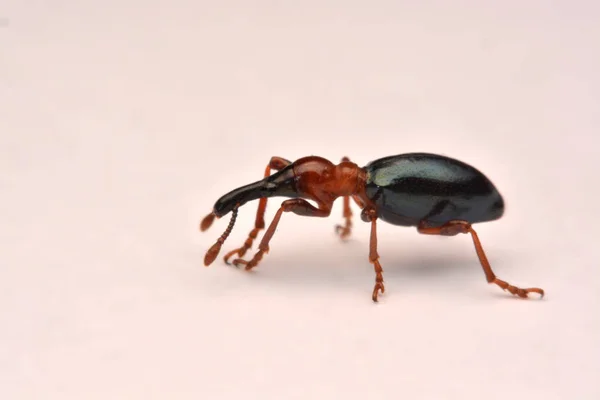 Zijaanzicht Van Een Acorn Weevil Curculio Glandium Weevil Kleine Kever — Stockfoto