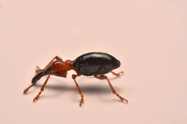 Side View Acorn Weevil Curculio Glandium Weevil Small Beetle — Stock Photo, Image