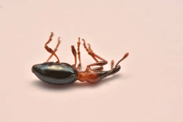 Zijaanzicht Van Een Acorn Weevil Curculio Glandium Weevil Kleine Kever — Stockfoto