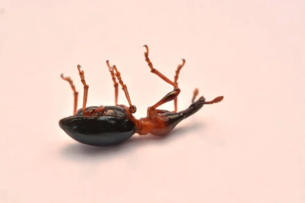 Zijaanzicht Van Een Acorn Weevil Curculio Glandium Weevil Kleine Kever — Stockfoto