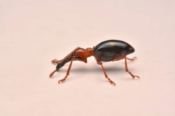 Zijaanzicht Van Een Acorn Weevil Curculio Glandium Weevil Kleine Kever — Stockfoto