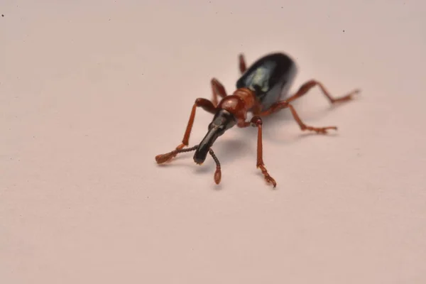 Bir Meşe Palamudu Weevil Curculio Glandium Weevil Küçük Böceği Yan — Stok fotoğraf