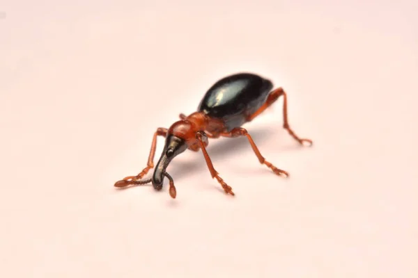 Vista Laterale Acorn Weevil Curculio Glandium Weevil Piccolo Coleottero — Foto Stock