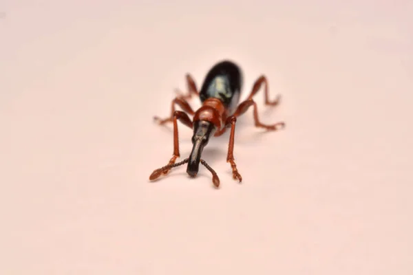 Vista Lateral Picudo Maíz Curculio Glandium Picudo Pequeño Escarabajo — Foto de Stock