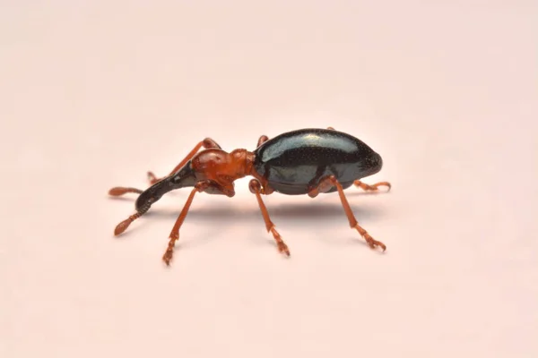 Pandangan Samping Dari Sebuah Acorn Weevil Curculio Glandium Weevil Kumbang — Stok Foto