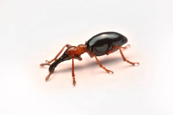 Zijaanzicht Van Een Acorn Weevil Curculio Glandium Weevil Kleine Kever — Stockfoto