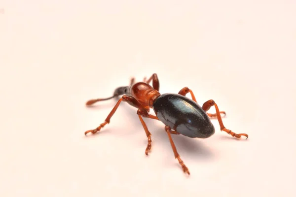 Bir Meşe Palamudu Weevil Curculio Glandium Weevil Küçük Böceği Yan — Stok fotoğraf