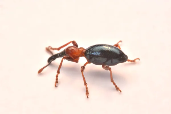 Zijaanzicht Van Een Acorn Weevil Curculio Glandium Weevil Kleine Kever — Stockfoto