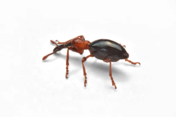 Zijaanzicht Van Een Acorn Weevil Curculio Glandium Weevil Kleine Kever — Stockfoto