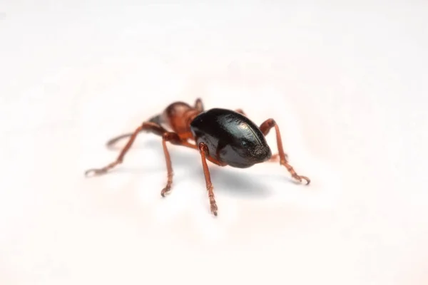 Seitenansicht Eines Eichelkäfers Curculio Glandium Rüsselkäfer Kleiner Käfer lizenzfreie Stockbilder