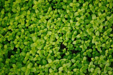 Nane yaprağı, nane nane yaprakları yeşil arka plan üzerinde Closeup taze nane yaprakları doku veya soyut arka plan, Yeşil taze nane, seçici odak