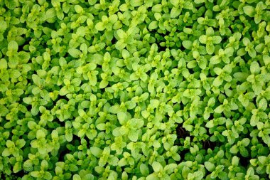 Nane yaprağı, nane nane yaprakları yeşil arka plan üzerinde Closeup taze nane yaprakları doku veya soyut arka plan, Yeşil taze nane, seçici odak